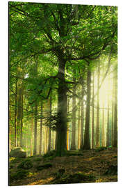 Magnettafel Licht im Wald