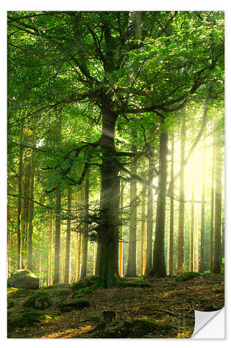 Naklejka na ścianę Sunlight in forest