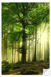 Wandsticker Licht im Wald