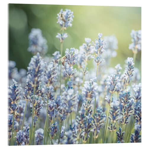 Acrylic print Summer - lavender