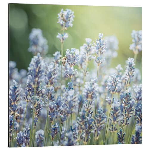 Aluminium print Summer - lavender