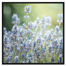 Gerahmter Kunstdruck Sommer - Lavendel