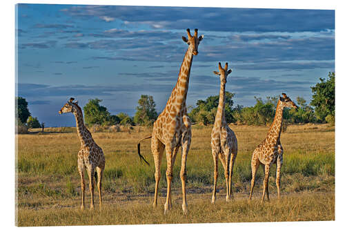 Akryylilasitaulu four giraffes, Giraffa camelopardalis angolensis, Botswana , Afrika