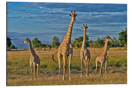 Aluminium print four giraffes, Giraffa camelopardalis angolensis, Botswana , Afrika