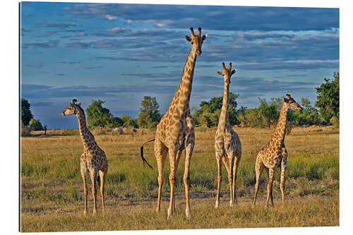 Gallery print four giraffes, Giraffa camelopardalis angolensis, Botswana , Afrika