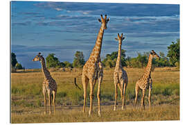 Tableau en plexi-alu four giraffes, Giraffa camelopardalis angolensis, Botswana , Afrika