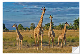 Wandsticker vier Giraffen, Giraffa camelopardalis angolensis, Botswana, Afrika