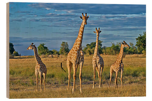 Wood print four giraffes, Giraffa camelopardalis angolensis, Botswana , Afrika