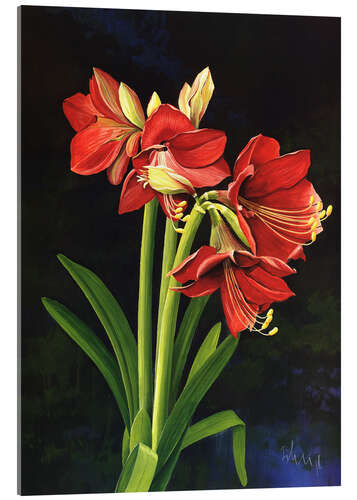 Acrylglasbild Amaryllis