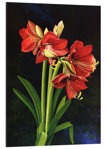 Tableau en aluminium Amaryllis