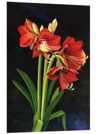 Foam board print Amaryllis