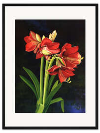 Gerahmter Kunstdruck Amaryllis