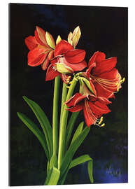 Gallery print Amaryllis