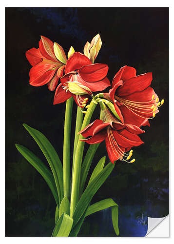 Selvklebende plakat Amaryllis