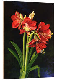 Trebilde Amaryllis