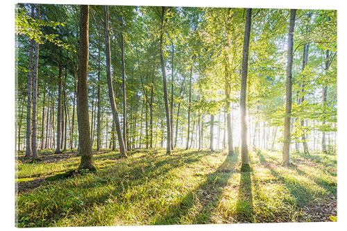 Acrylglasbild Wald bei Sonnenaufgang