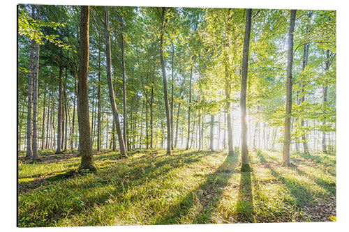 Aluminiumsbilde Skog ved soloppgang