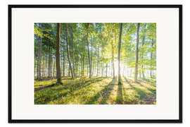 Gerahmter Kunstdruck Wald bei Sonnenaufgang - Hannes Cmarits