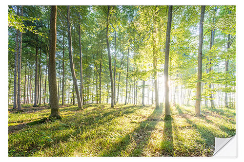 Wandsticker Wald bei Sonnenaufgang