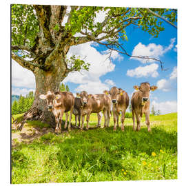 Aluminium print Calves in the Allgäu