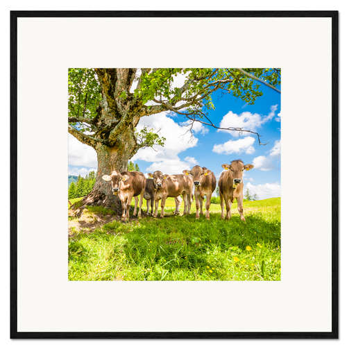 Impressão artística com moldura Calves in the Allgäu