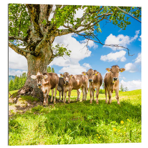 Gallery print Calves in the Allgäu