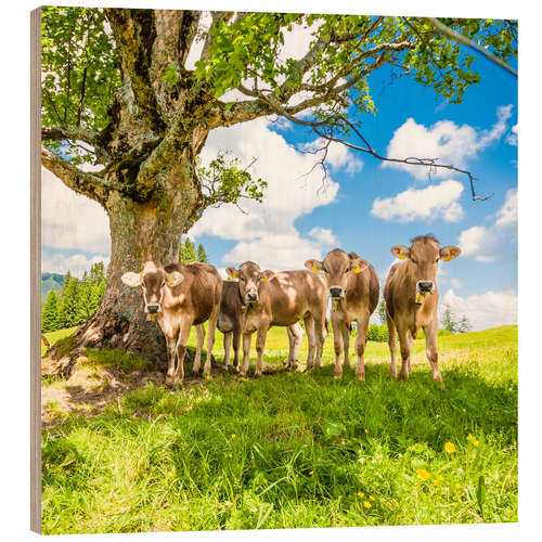 Wood print Calves in the Allgäu