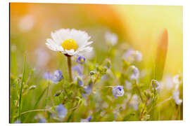 Magnettafel Gänseblümchen mit Hofstaat