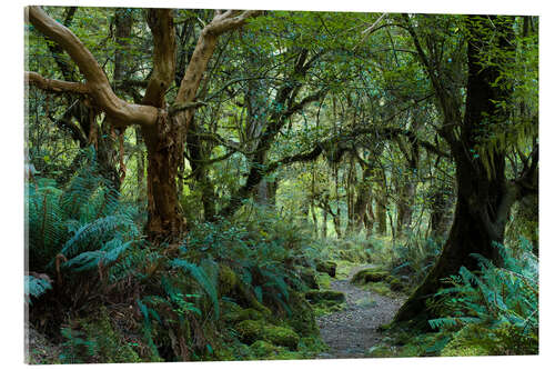 Obraz na szkle akrylowym Primeval forest on kepler track, fiordland, new zealand