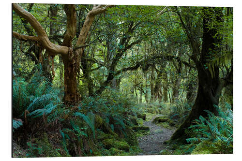 Quadro em alumínio Primeval forest on kepler track, fiordland, new zealand