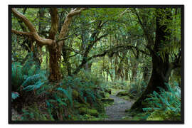 Gerahmter Kunstdruck Urwald auf dem Kepler Track, Fiordland, Neuseeland
