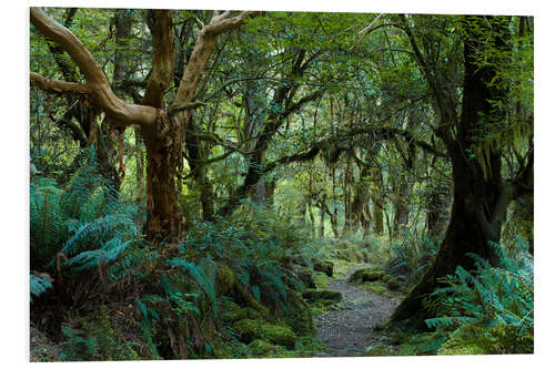 Foam board print Primeval forest on kepler track, fiordland, new zealand