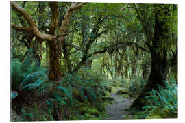 Gallery print Primeval forest on kepler track, fiordland, new zealand