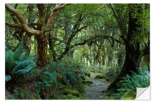 Wandsticker Urwald auf dem Kepler Track, Fiordland, Neuseeland