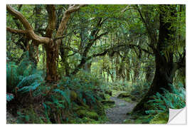 Wandsticker Urwald auf dem Kepler Track, Fiordland, Neuseeland