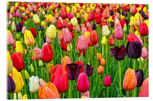 Quadro em acrílico tulips in spring