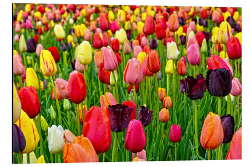 Aluminium print tulips in spring