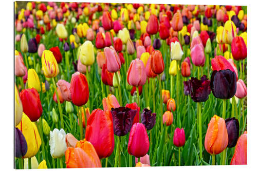 Gallery print tulips in spring