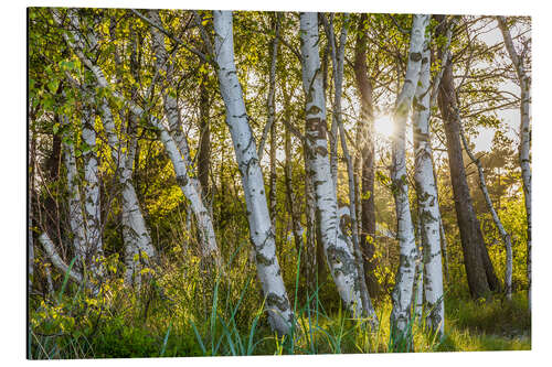 Alubild Sonniger Birkenwald