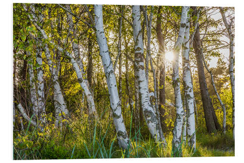 Foam board print Sunny birch forest