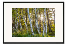 Gerahmter Kunstdruck Sonniger Birkenwald