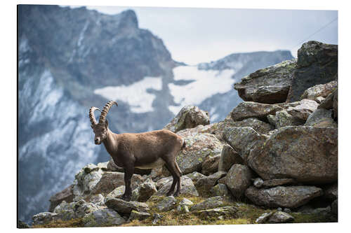 Tableau en aluminium Bouquetin dans les hauteurs de Saas-Fee, Suisse