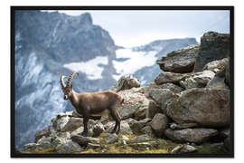 Gerahmter Kunstdruck Steinbock oberhalb von Saas Fee, Schweiz.