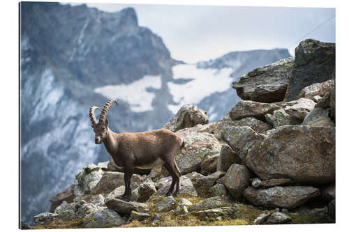 Gallery print Alpine ibex above Saas Fee, Switzerland.