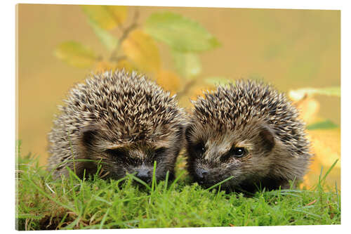 Akrylbillede two little hedgehog