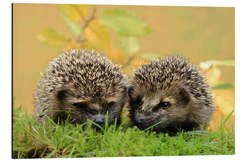 Aluminiumsbilde two little hedgehog