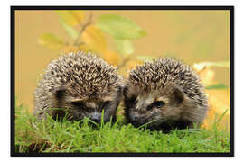 Gerahmter Kunstdruck zwei kleine Igel