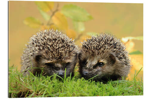 Gallery print two little hedgehog