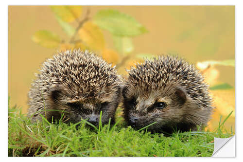 Vinilo para la pared two little hedgehog