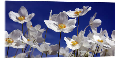 Tableau en verre acrylique Canada Windflower Anemone canadensis